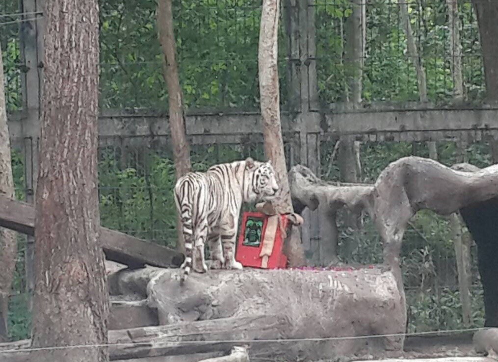 ก้าวสู่ปีที่ 15 เชียงใหม่ไนท์ซาฟารี มอบของขวัญแก่ “จ้าวจิ้น”เสือโคร่งขาว ตัวแทนเชื่อมสัมพันธไมตรี สานสัมพันธ์ไทย – จีน