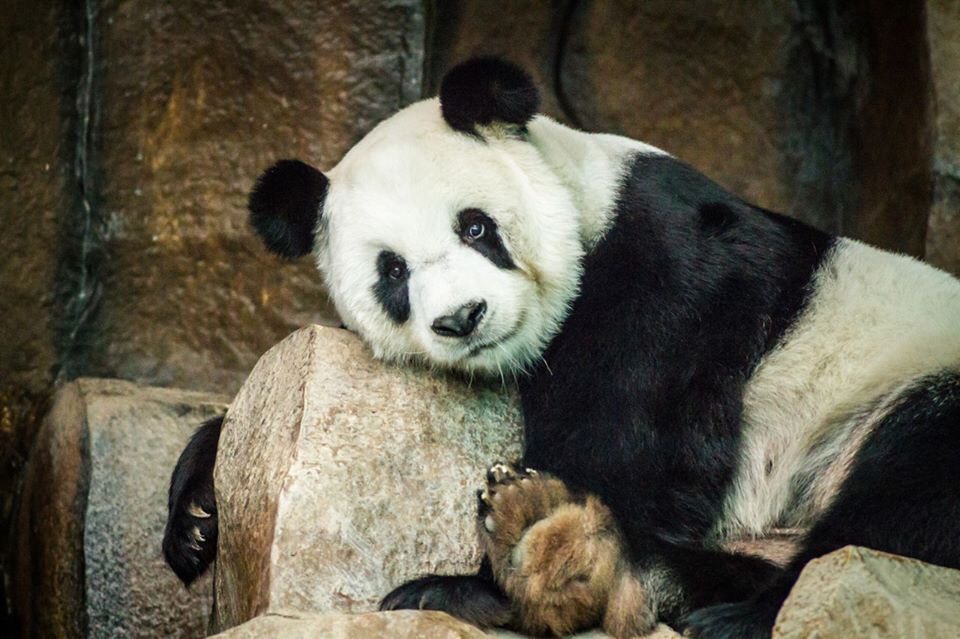 สวนสัตว์เชียงใหม่ออก แถลงการณ์แจ้งสาเหตุการเสียชีวิตของหมีแพนด้า ช่วง ช่วงแล้ว ยึดตามจีนยืนยัน ภาวะหัวใจล้มเหลว