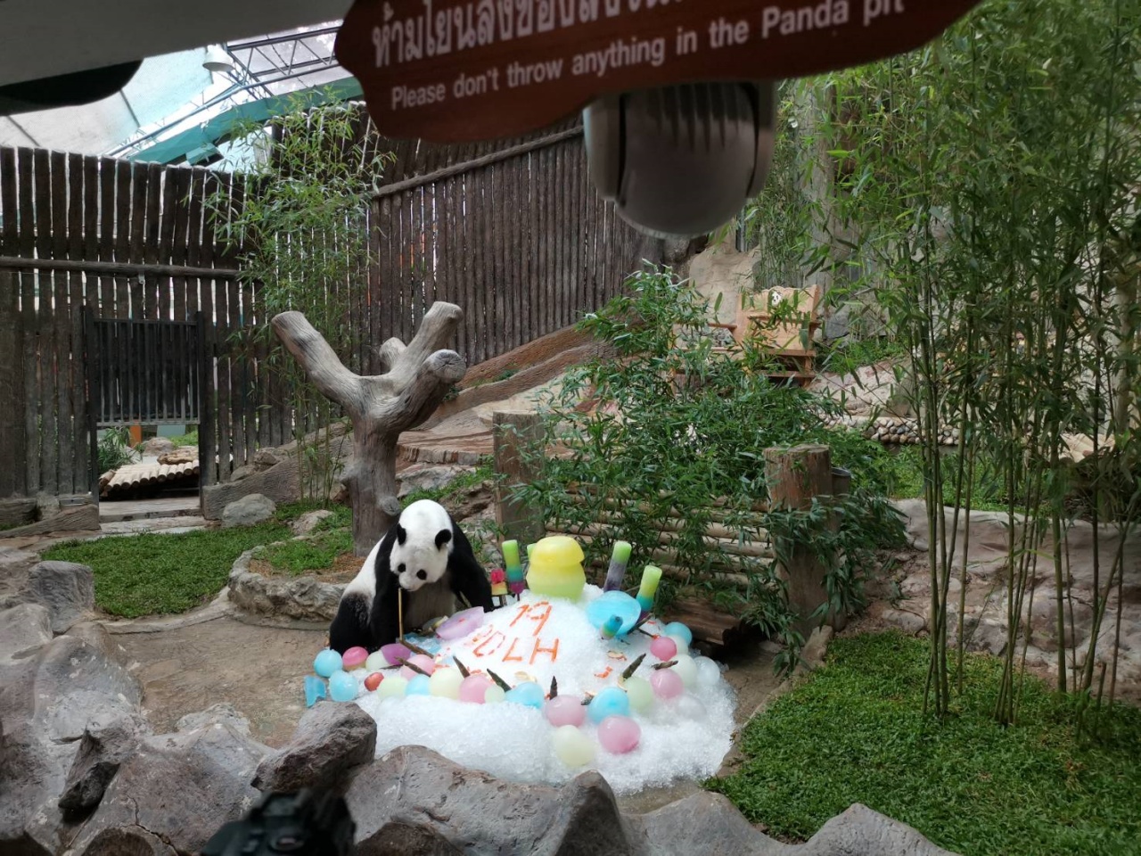 สวนสัตว์เชียงใหม่จัดงานฉลองวันเกิดครบรอบ 19 ปีหมีแพนด้าหลินฮุ่ยอย่างยิ่งใหญ่  
