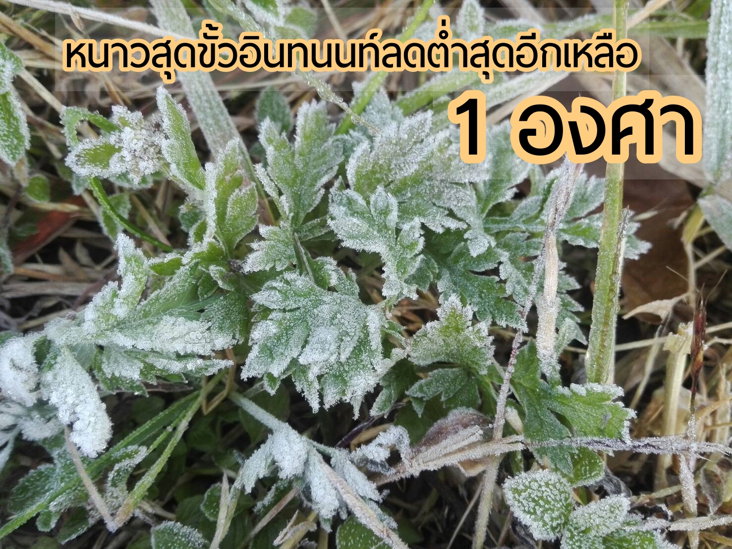 หนาวสุดขั้วอินทนนท์​ลดต่ำสุดอีกเหลือ 1 องศา เกิดเหมยขาบต่อเนื่องวันที่ 3 นักท่องเที่ยวสุดฟินแห่สัมผัสบรรยากาศ​คึกคัก​ ขณะที่จังหวัดแจ้งทุกพื้นที่ดูแลผลกระทบหนาวแล้ว