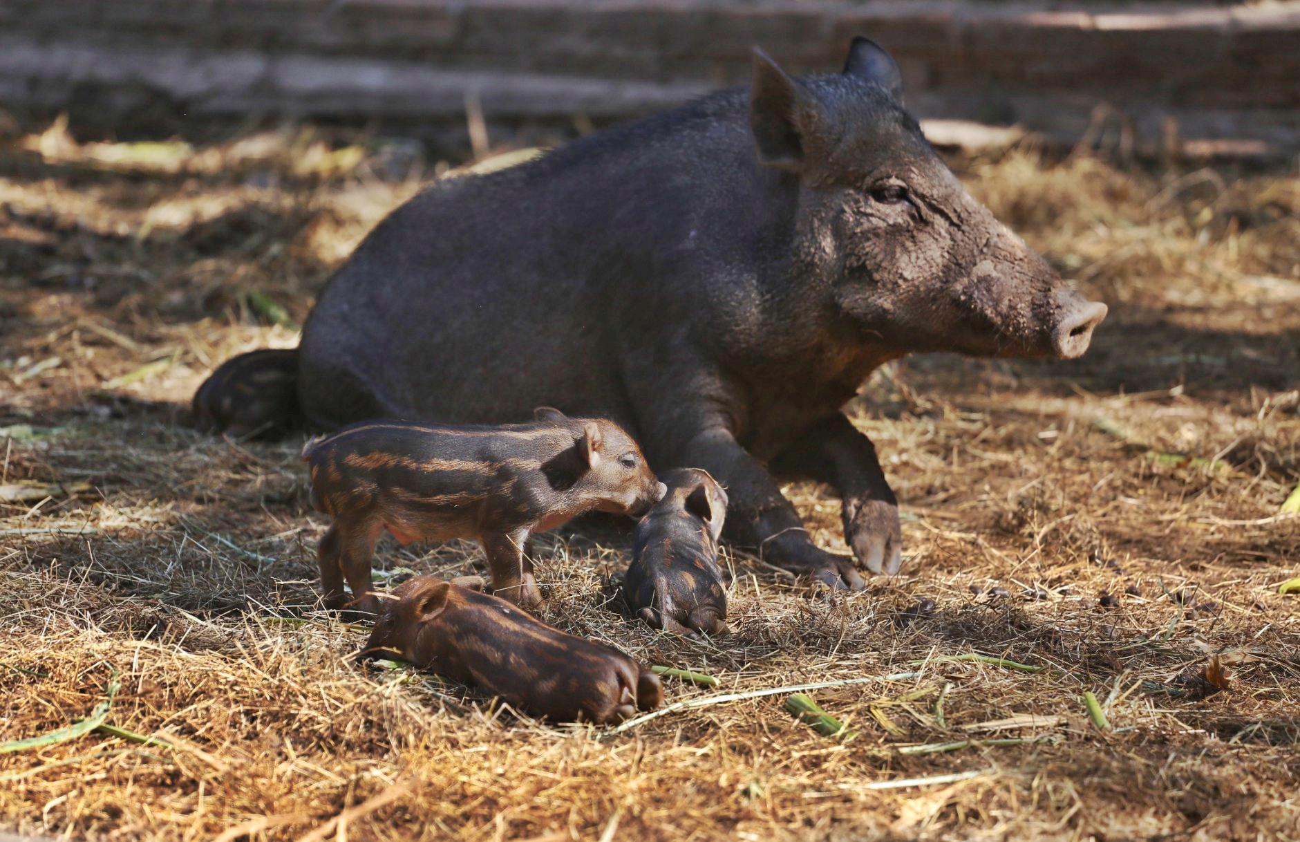 เชียงใหม่ไนท์ซาฟารี เชิญชมความน่ารัก “ลูกหมูป่า” พร้อม “เหยิน” หมูป่าดาวเด่นแห่งโซน Predator Prowl 