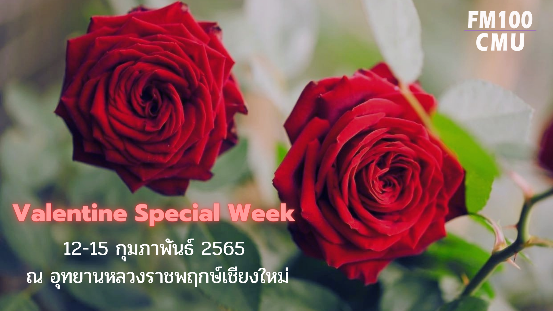 อุทยานหลวงราชพฤกษ์เชียงใหม่ จัดกิจกรรม Valentine Special Week ระหว่างวันที่ 12-15 กุมภาพันธ์ 2565
