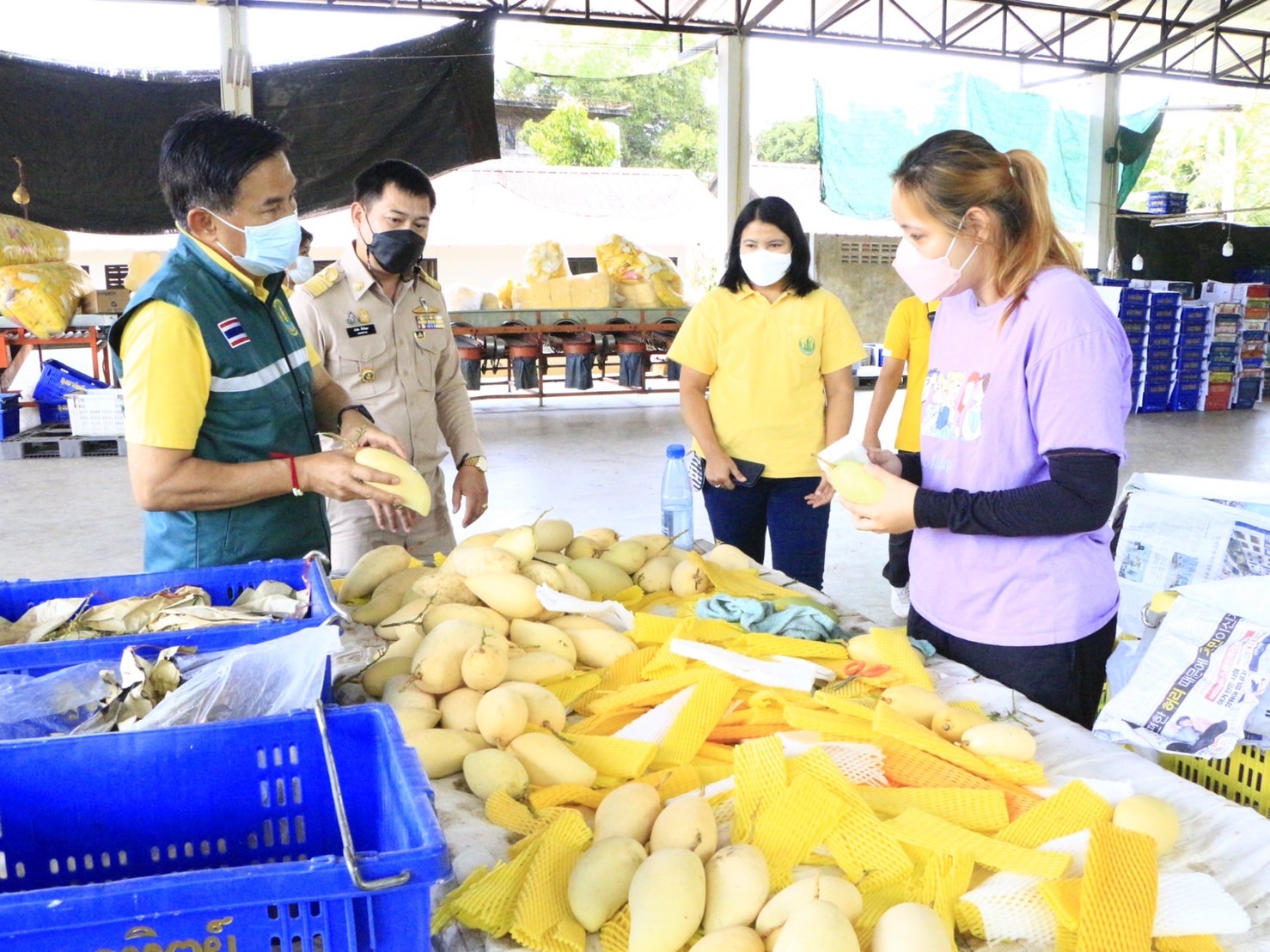 สำนักงานเกษตรจังหวัดเชียงใหม่ ชวนซื้อมะม่วงน้ำดอกไม้ สินค้าจากเกษตรกรไทย ส่งขายออกตลาดต่างประเทศ