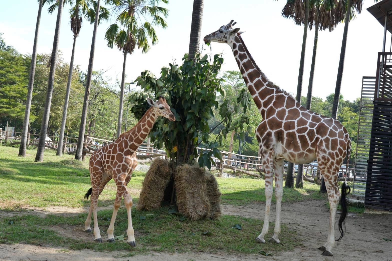  คลอดแล้ว “ลูกยีราฟ” สายพันธุ์ RETICULATE พร้อมต้อนรับวันพ่อแห่งชาติ และเชิญชวนพ่อเที่ยวเชียงใหม่ไนท์ซาฟารี ฟรี ... ในวันที่ 5 ธันวาคม นี้