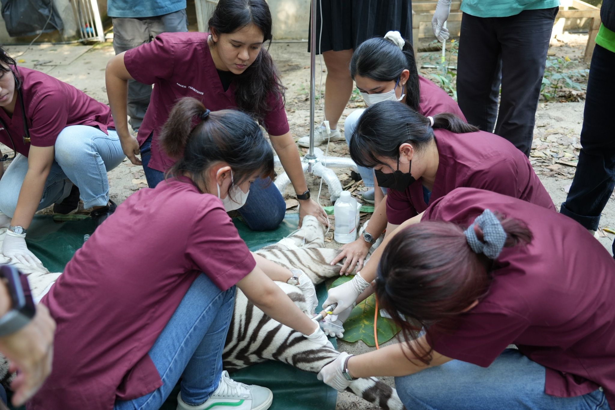 เชียงใหม่ไนท์ซาฟารี ร่วมกับคณะสัตวแพทยศาสตร์ มหาวิทยาลัยขอนแก่น ดำเนินการรีดน้ำเชื้อสัตว์ป่าหายากที่มีความสำคัญของประเทศไทย